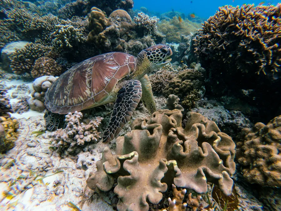 Diver underwater with fish