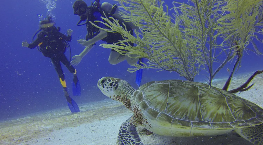 An under water photo showing fish on a coral reef