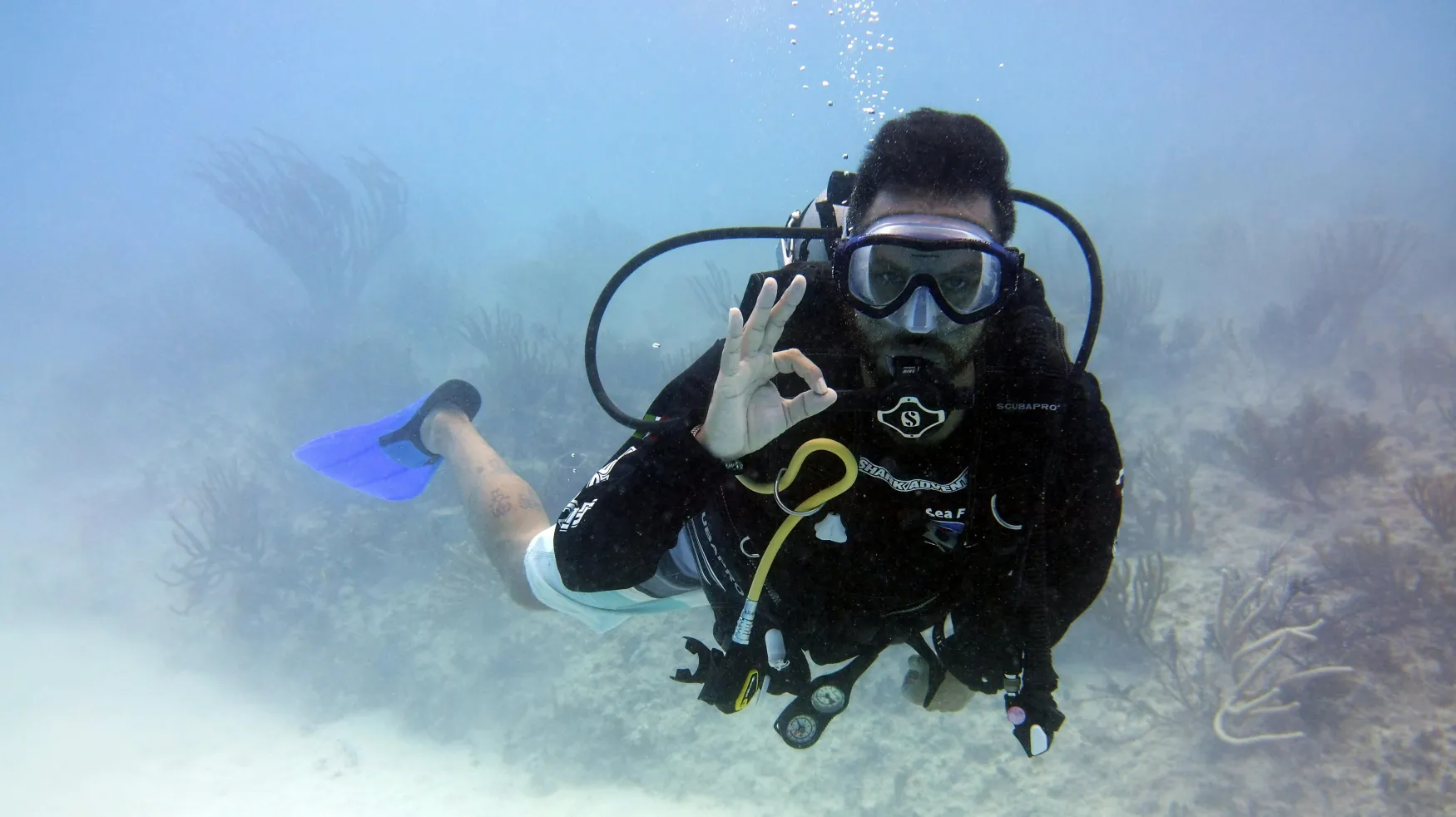 An under water photo showing fish on a coral reef