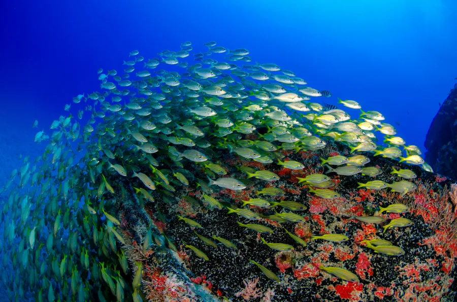 An under water photo showing fish on a coral reef