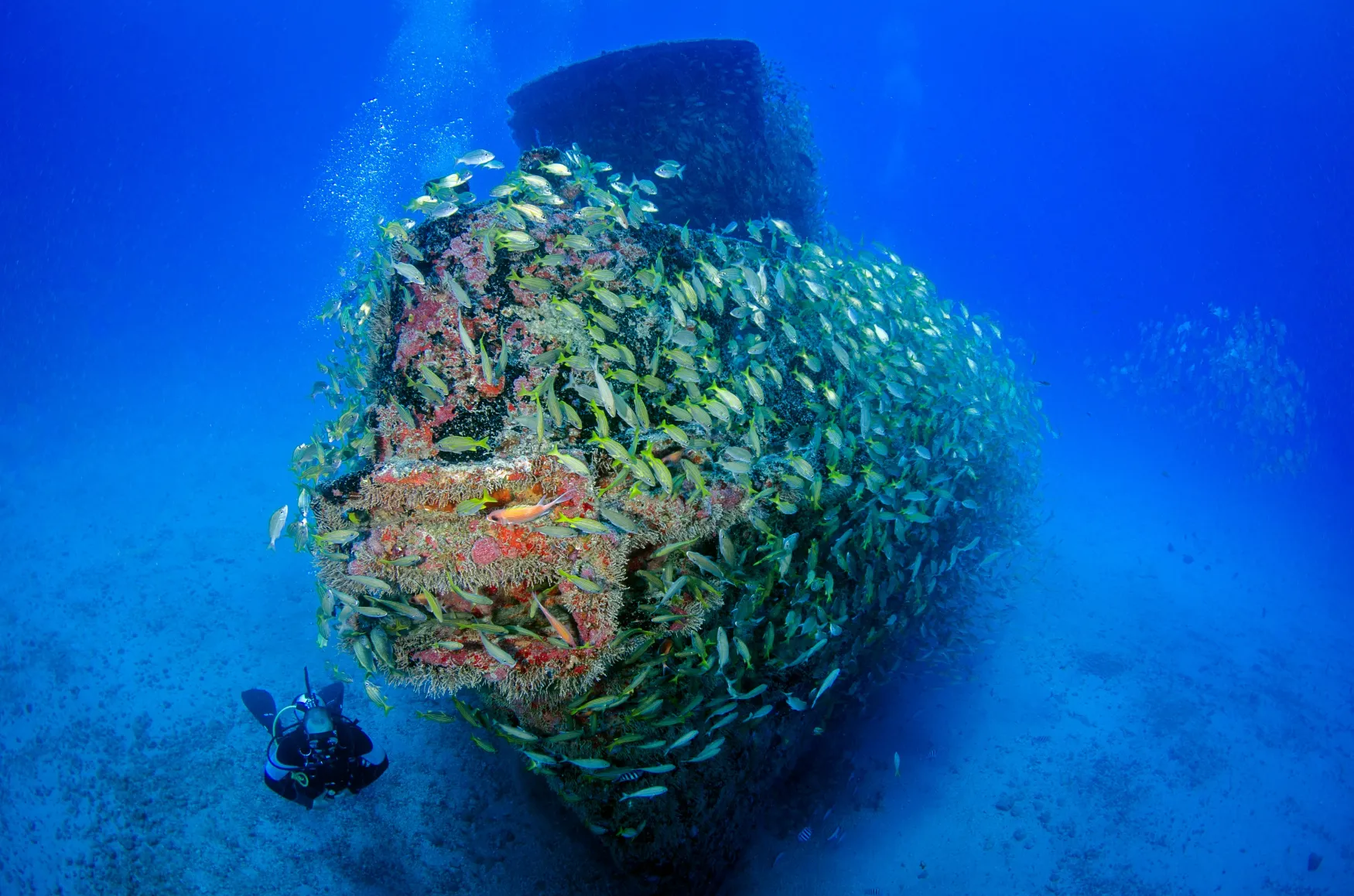 An under water photo showing fish on a coral reef