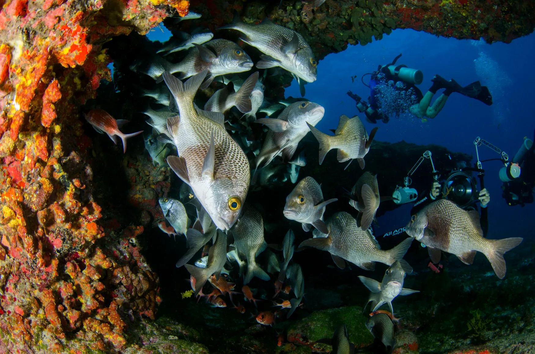 An under water photo showing fish on a coral reef