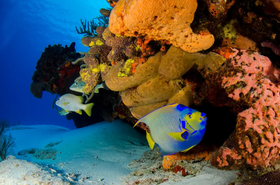 Diver underwater with fish