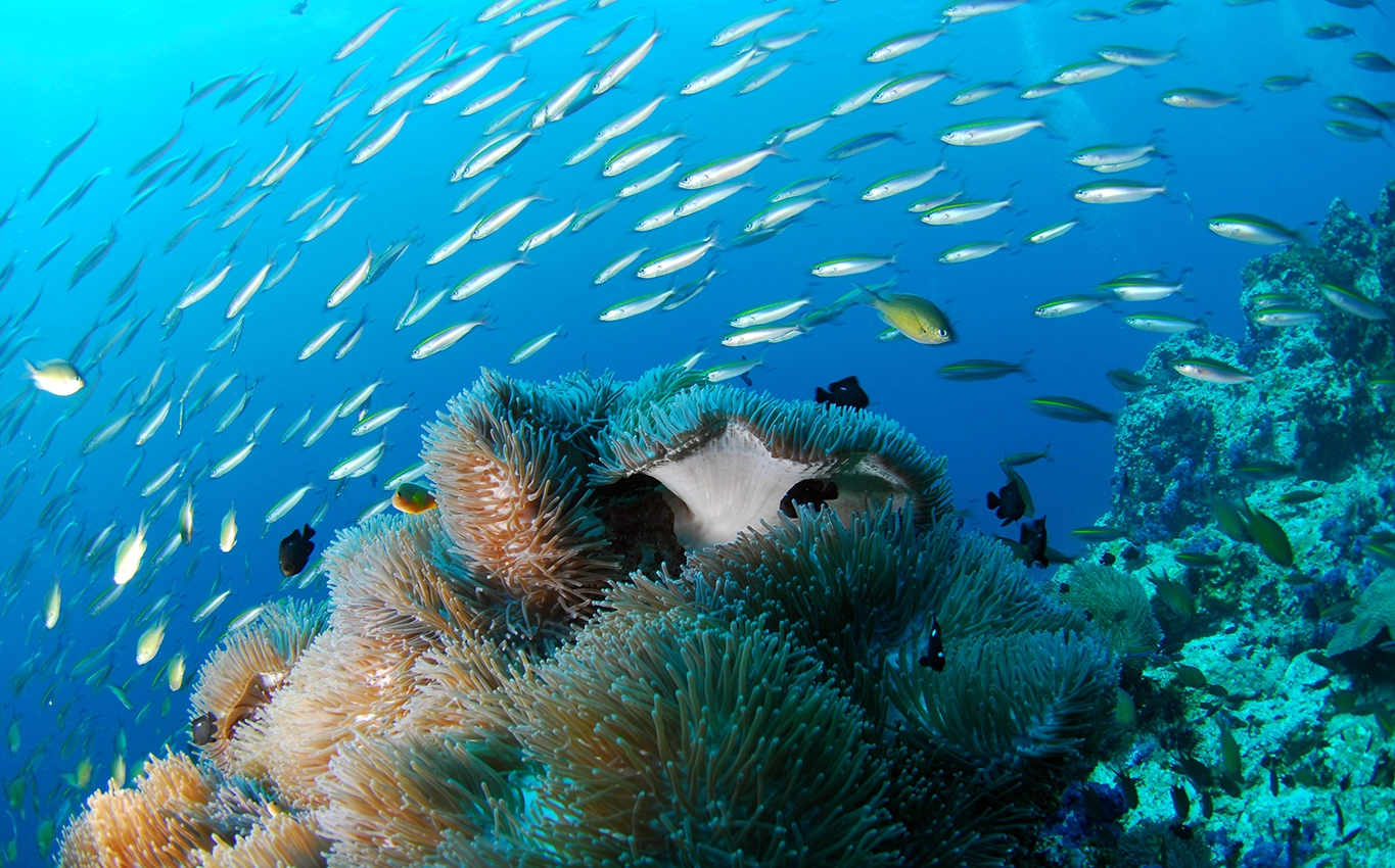 An under water photo showing fish on a coral reef