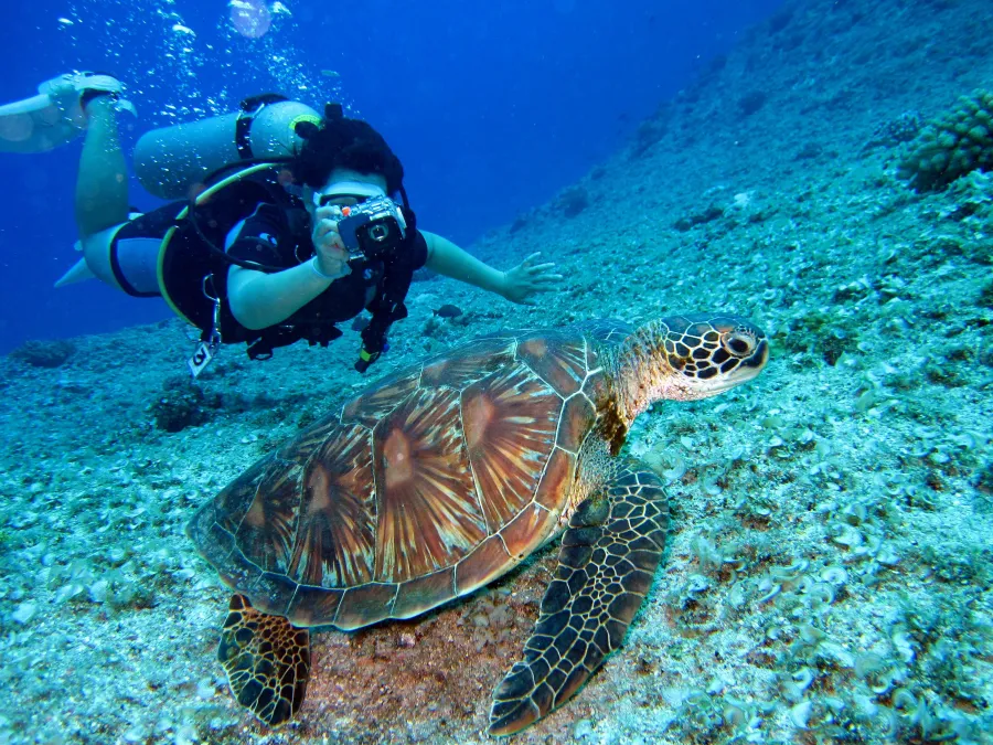 Diver underwater with fish