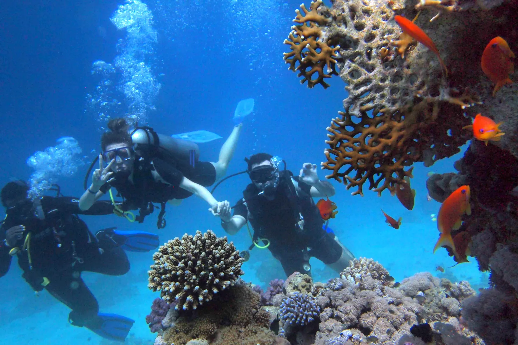 An under water photo showing fish on a coral reef