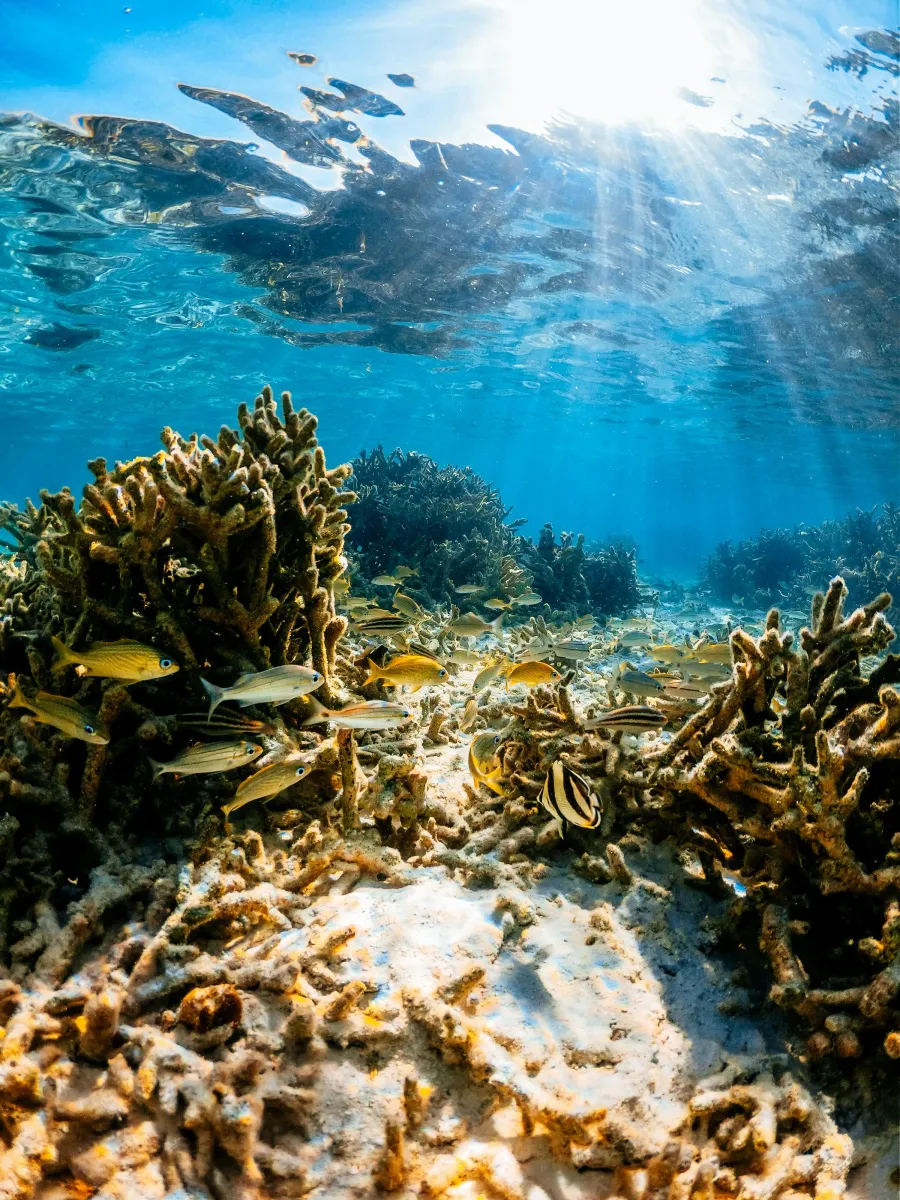 Diver underwater with fish